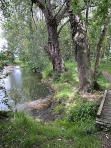A pond by a woodland footpath.