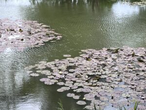 Waterlilies on a pond.
