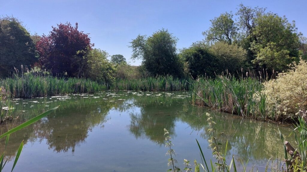 Pond with reeds and trees on a sunny day.